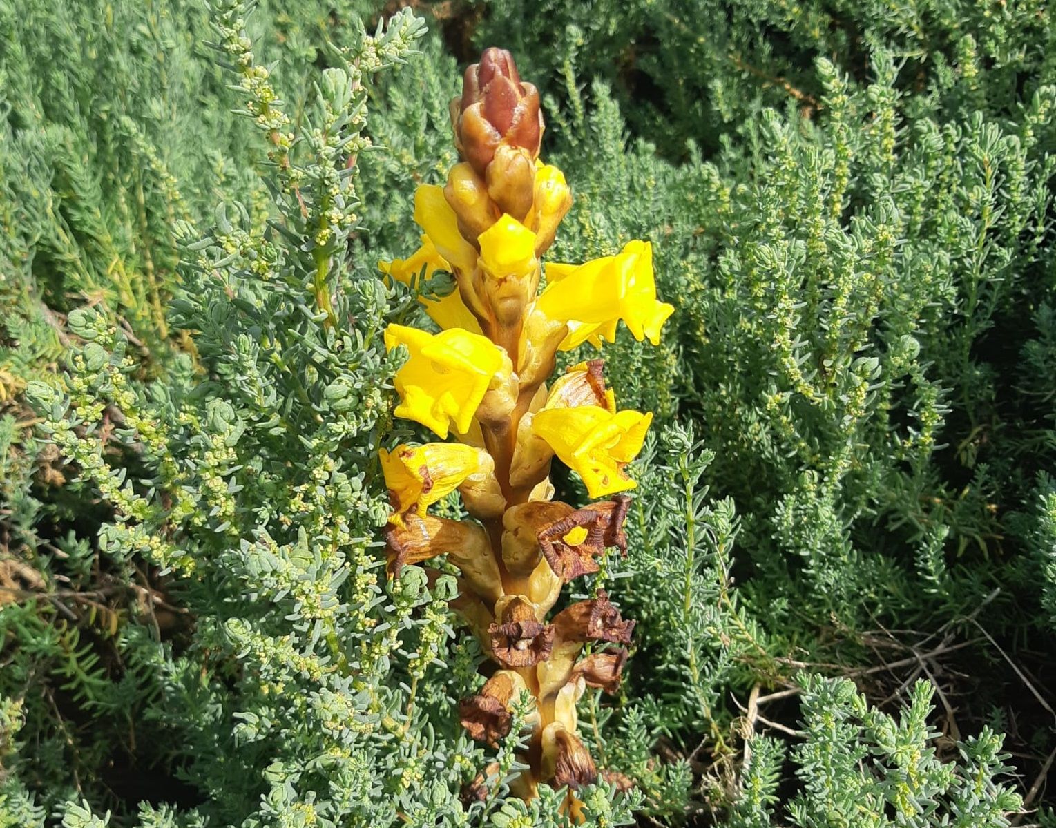 Cistanche phelypaea