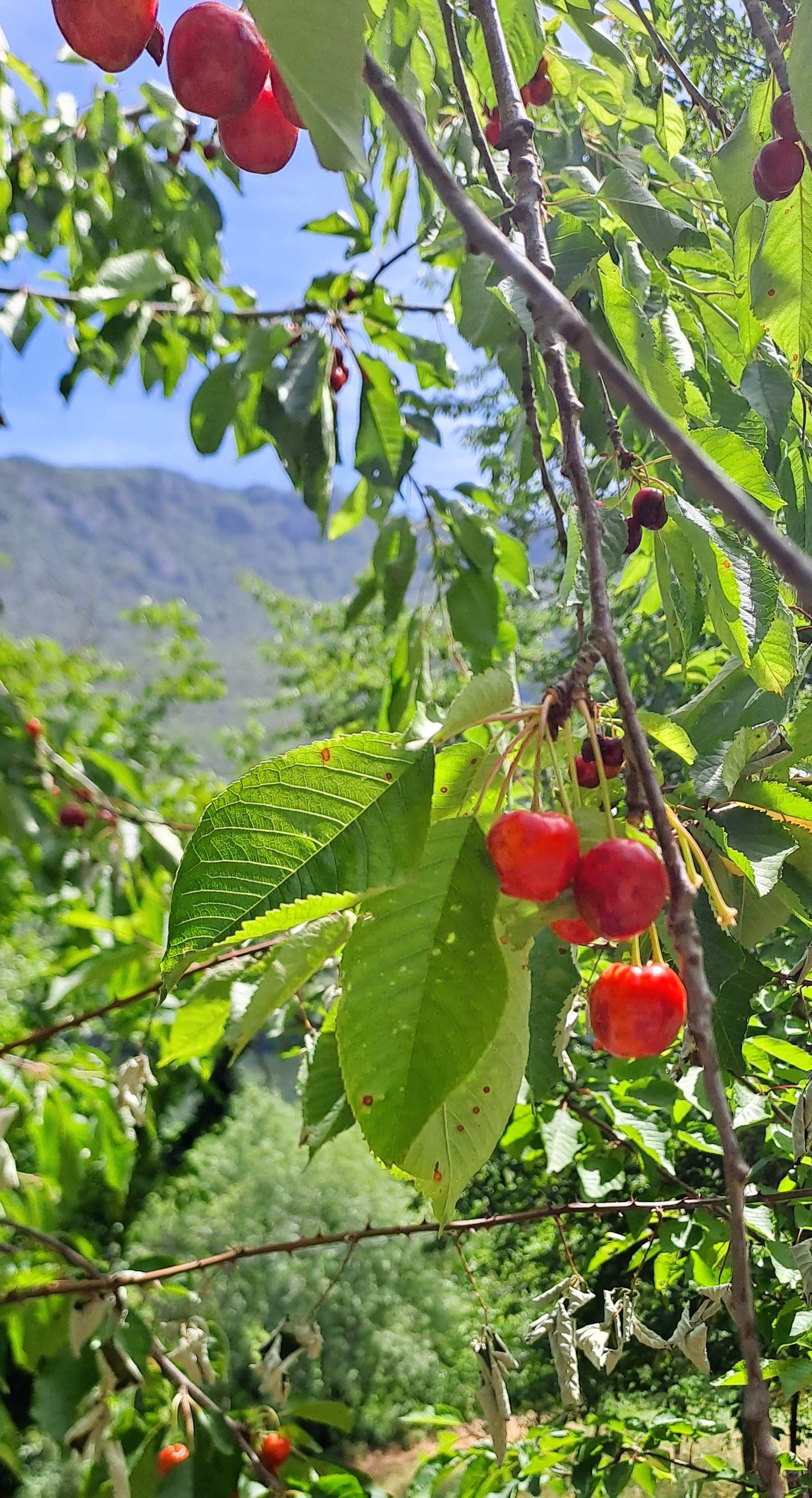 Cerezo con fruto Cerezo con fruto
