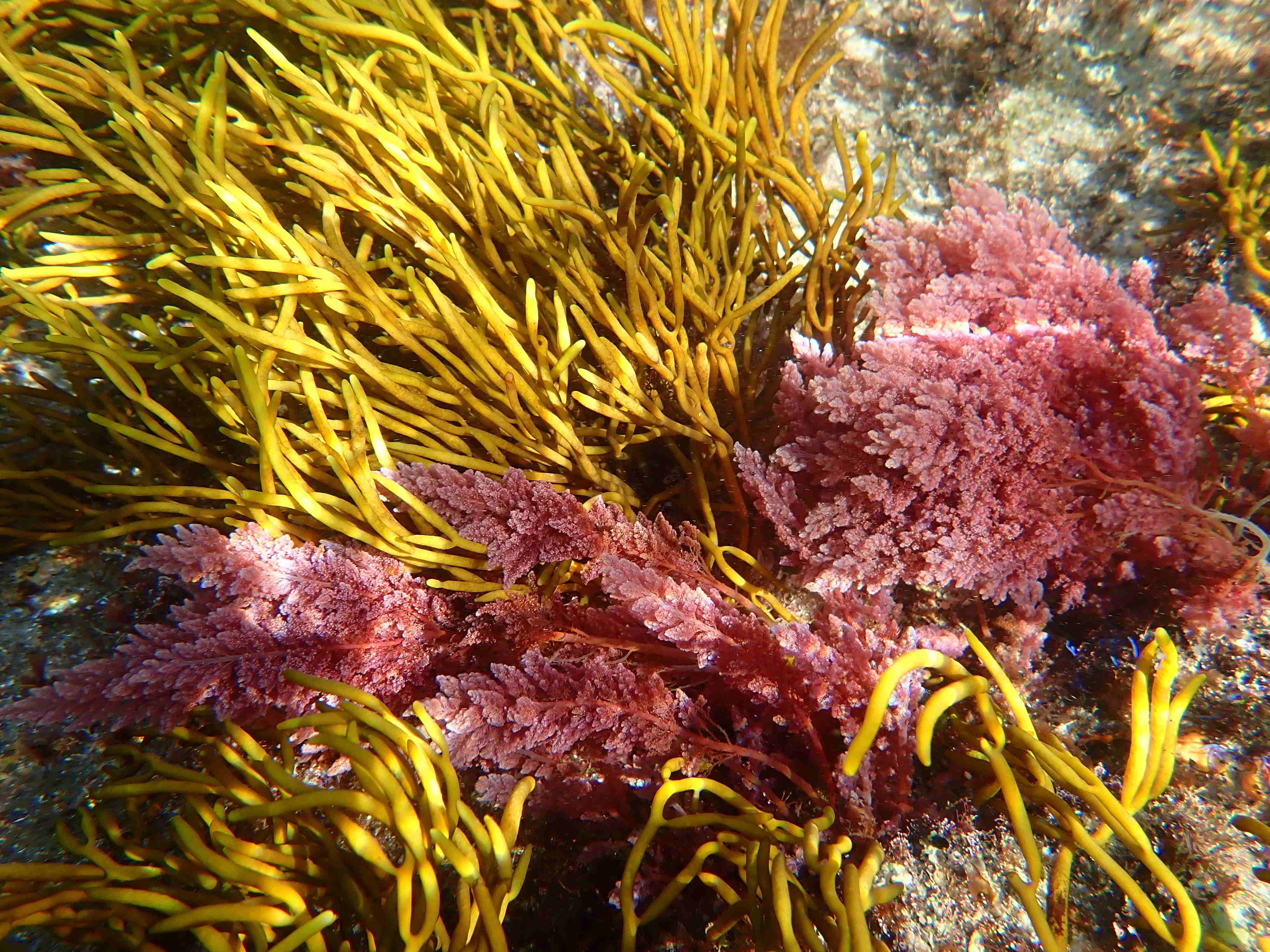 Macroalga invasora tropical Asparagopsis taxiformis en Galicia