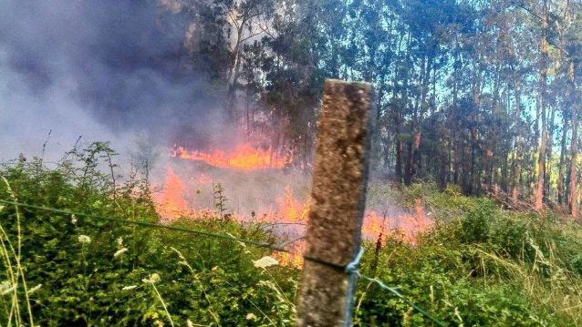 Lume forestal entre Vilanova e Cambados