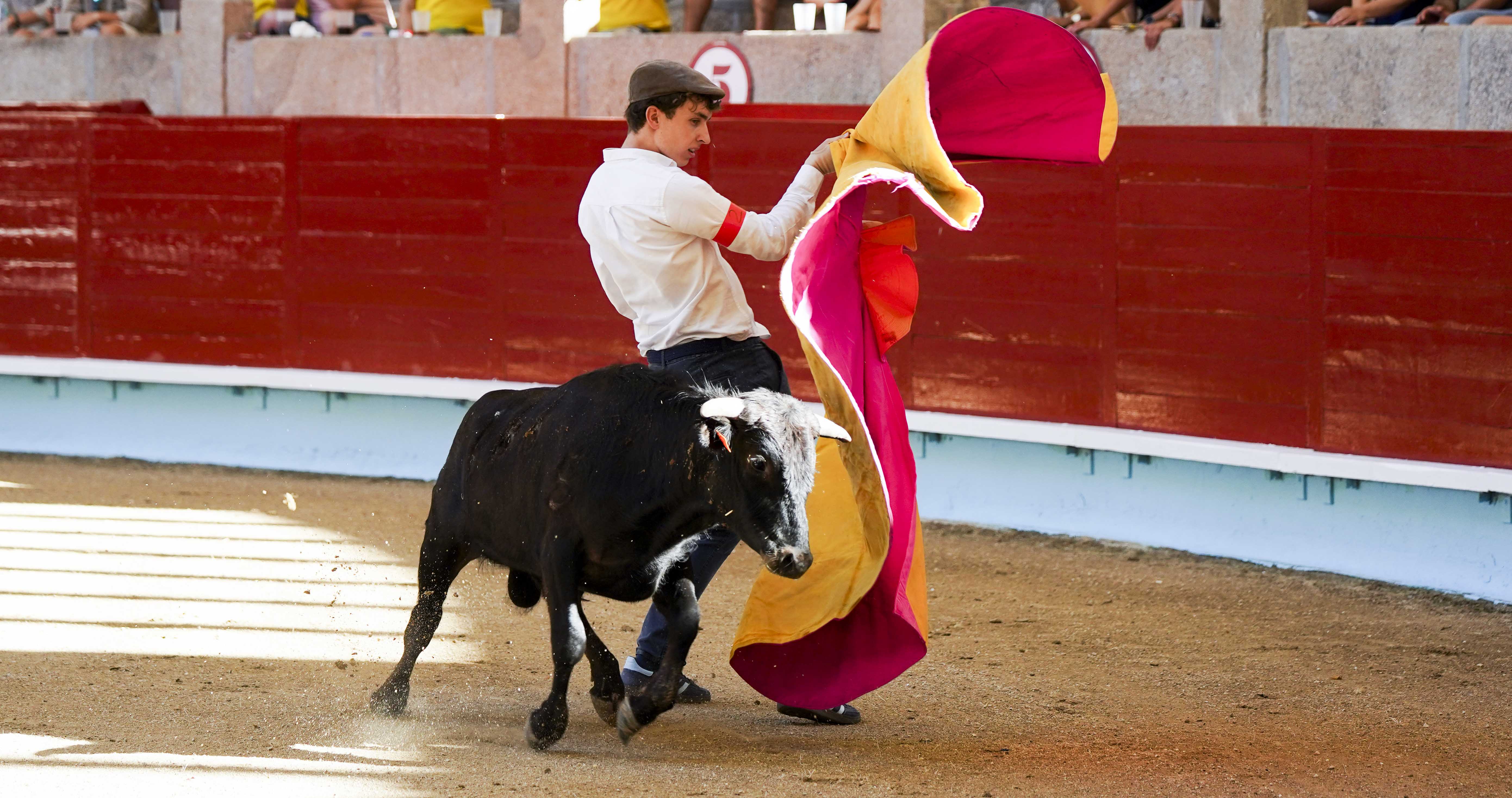 Becerrada na praza de touros de Pontevedra