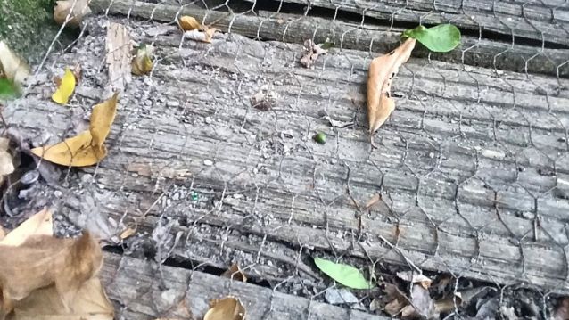Estado das madeiras na Ruta dos Muíños de Samieira Estado das madeiras na Ruta dos Muíños de Samieira