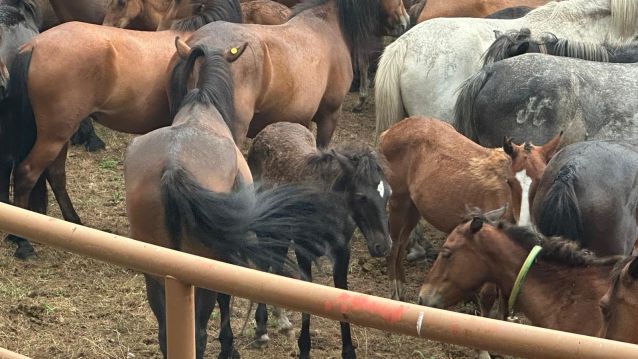 Cabalos en Amil Cabalos en Amil