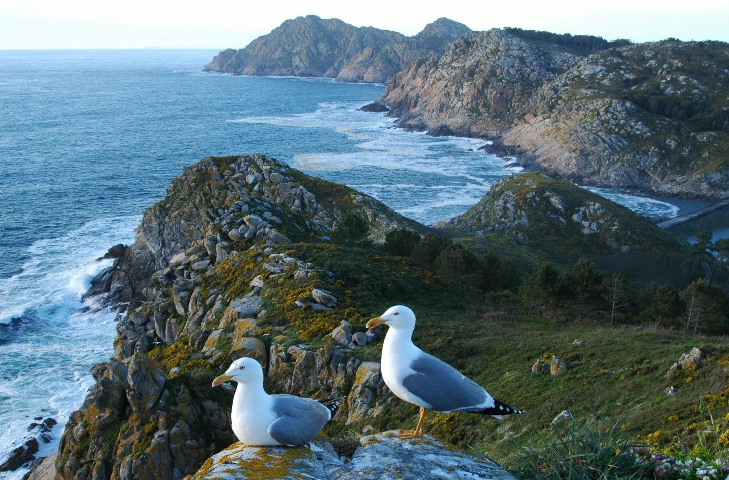 Gaviota patiamarela