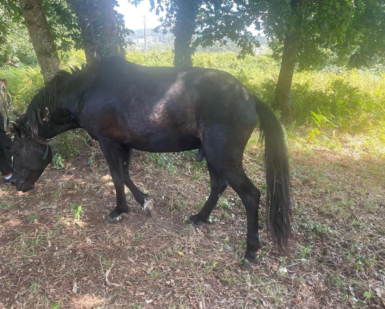 El caballo presentaba diversos daños tras ser liberado