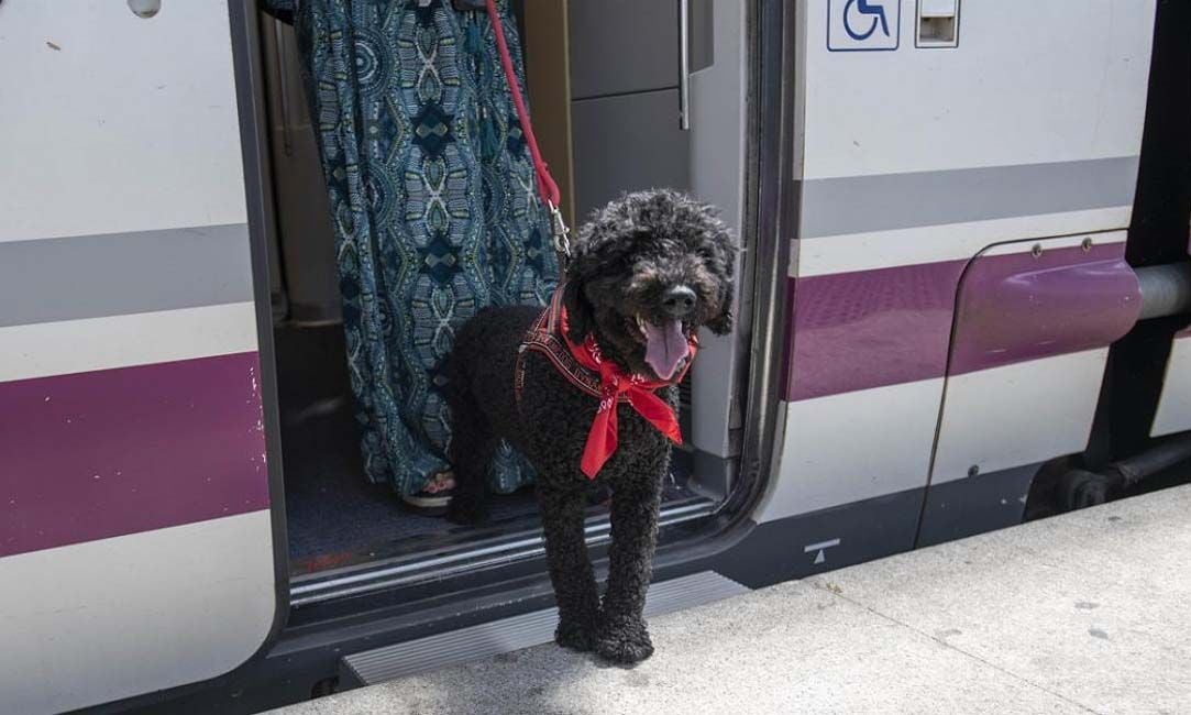 Perro saliendo de un tren