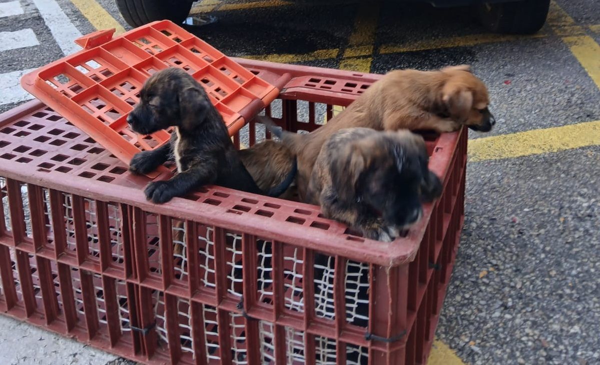 Cachorros abandonados en una caja al sol