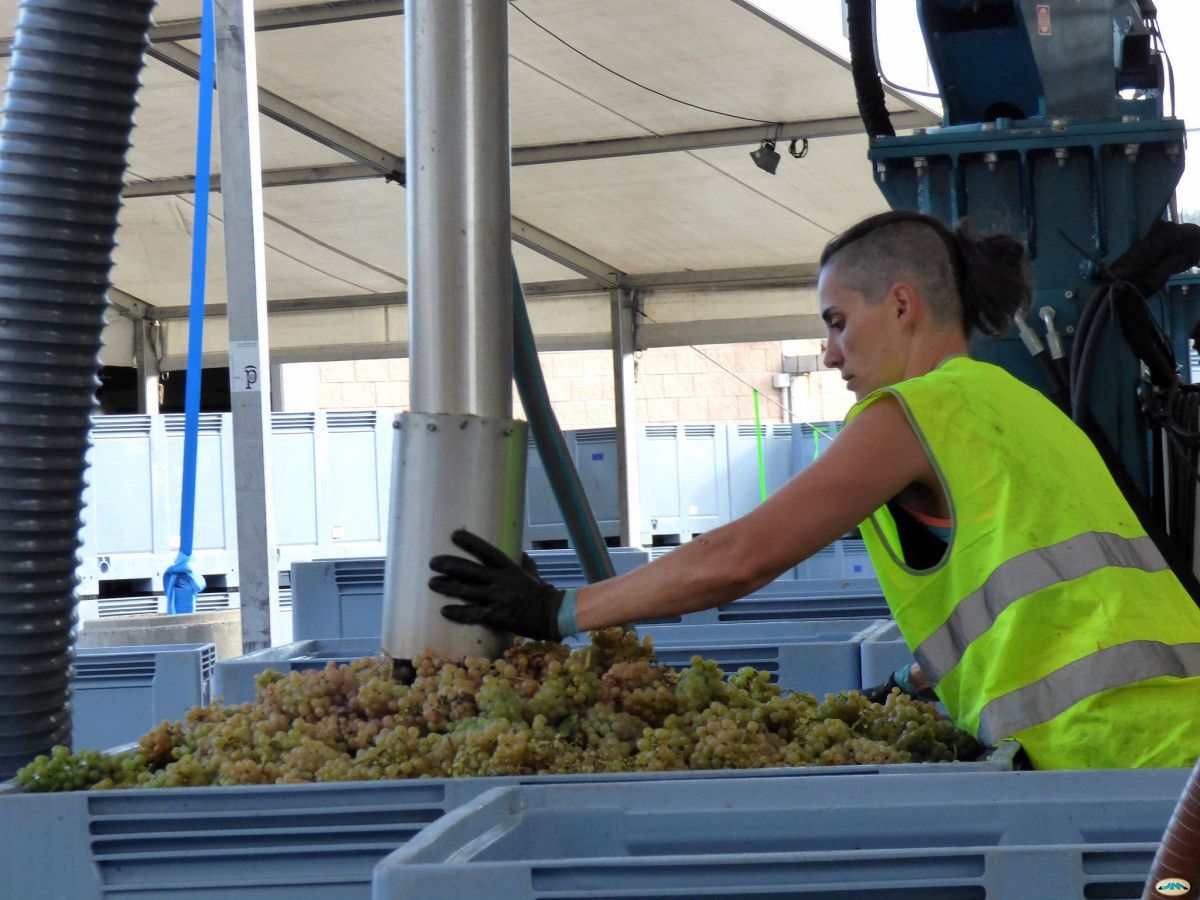 Vendimia en Rías Baixas