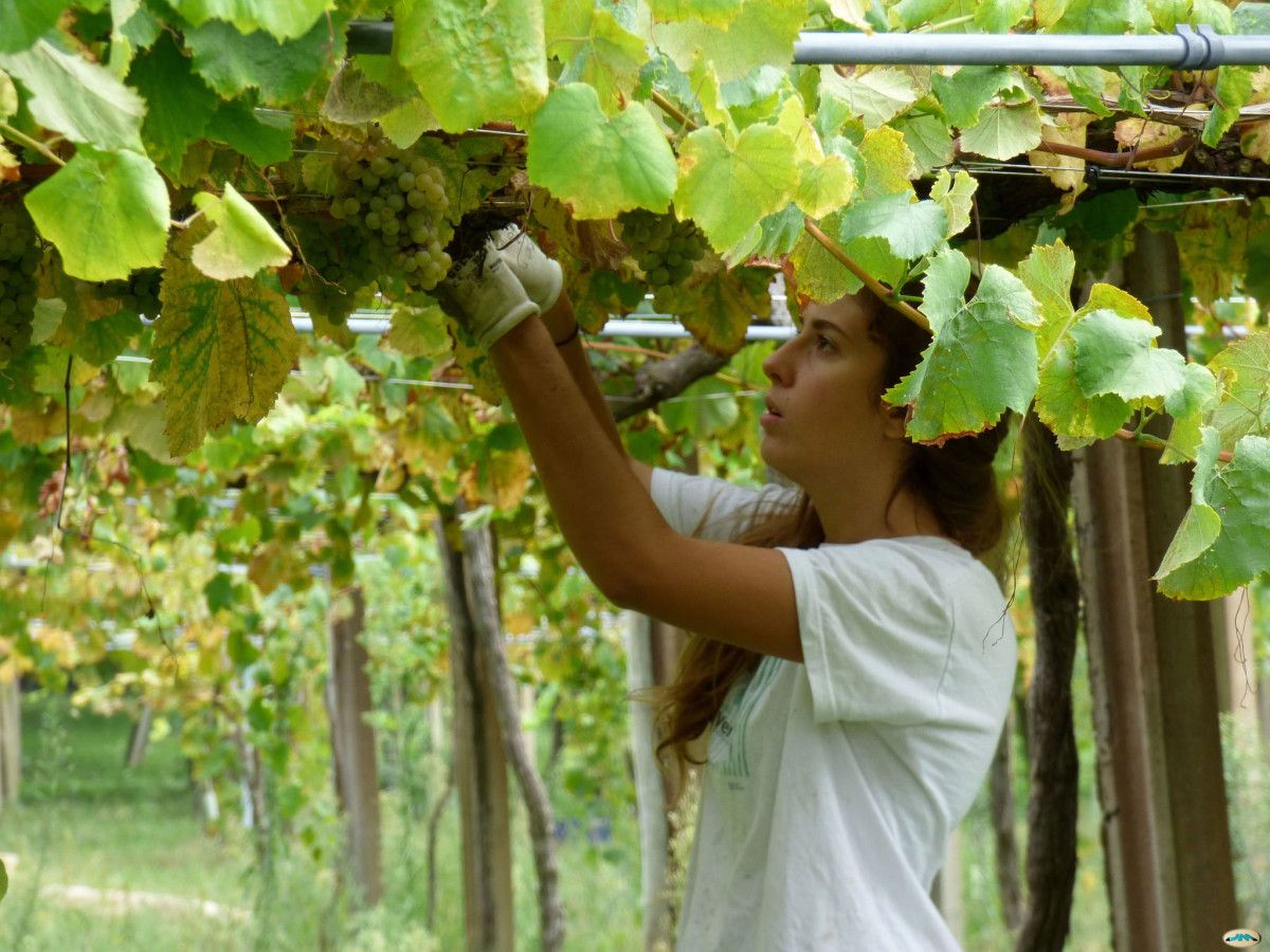 Vendimia en Rías Baixas
