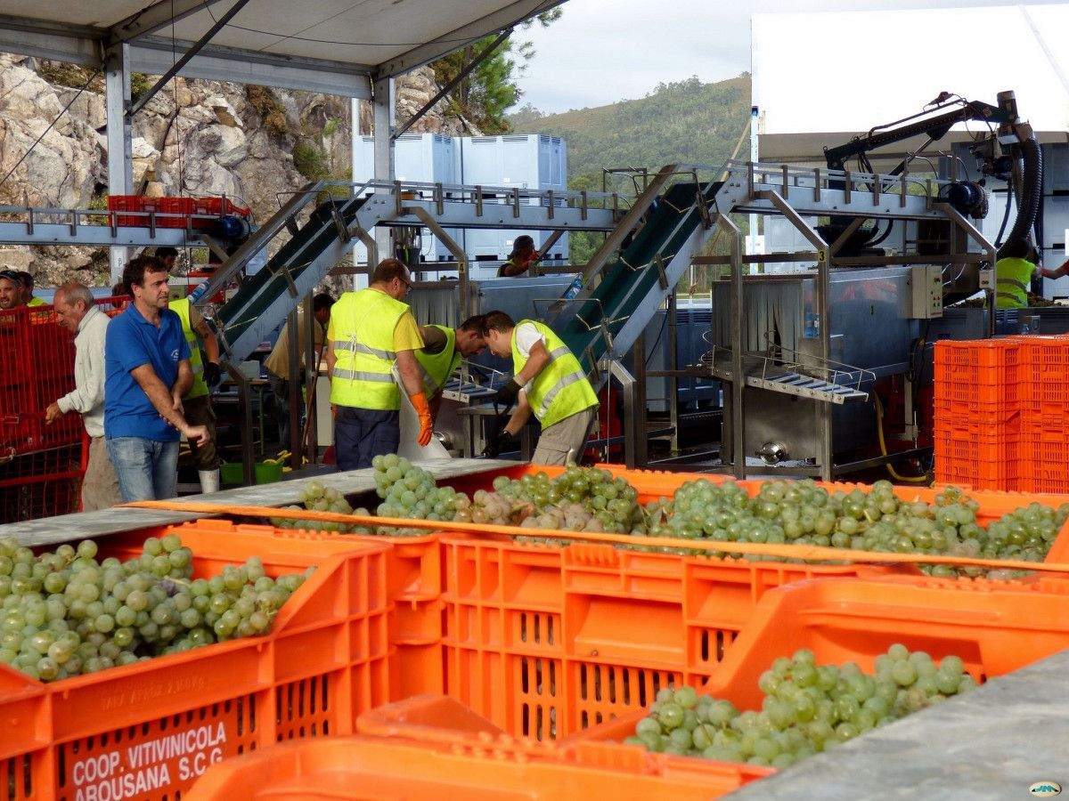 Vendimia en Rías Baixas