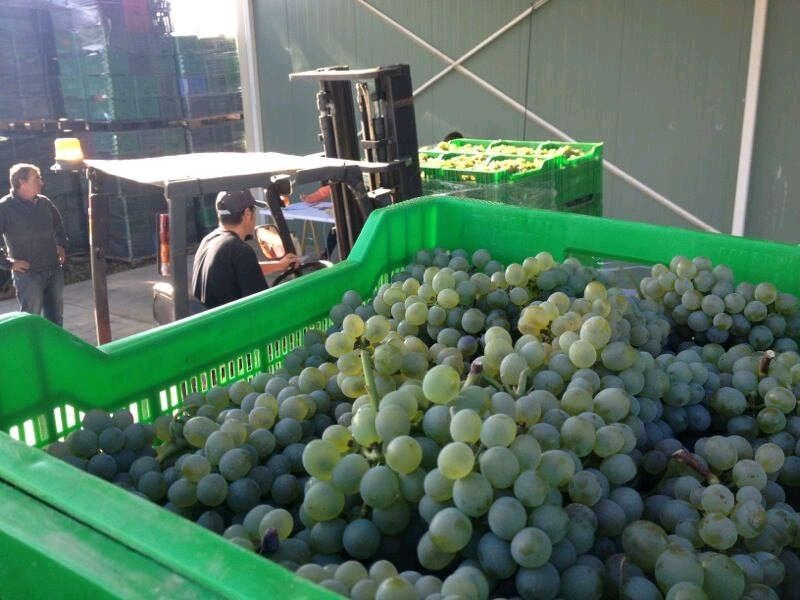 Vendimia en la bodega Martín Códax durante el mes de septiembre