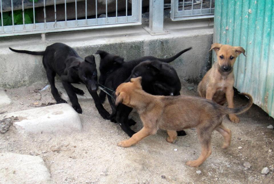 Cachorros en la perrera municipal que gestiona Os Palleiros
