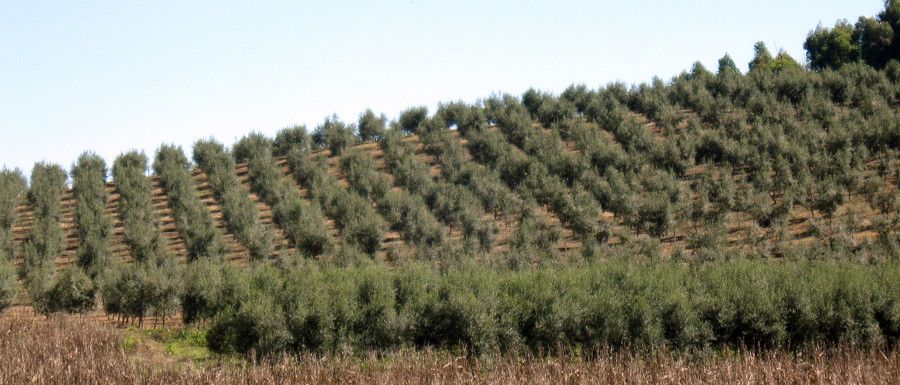 Plantación intensiva de oliveiras da variedade arbequina 