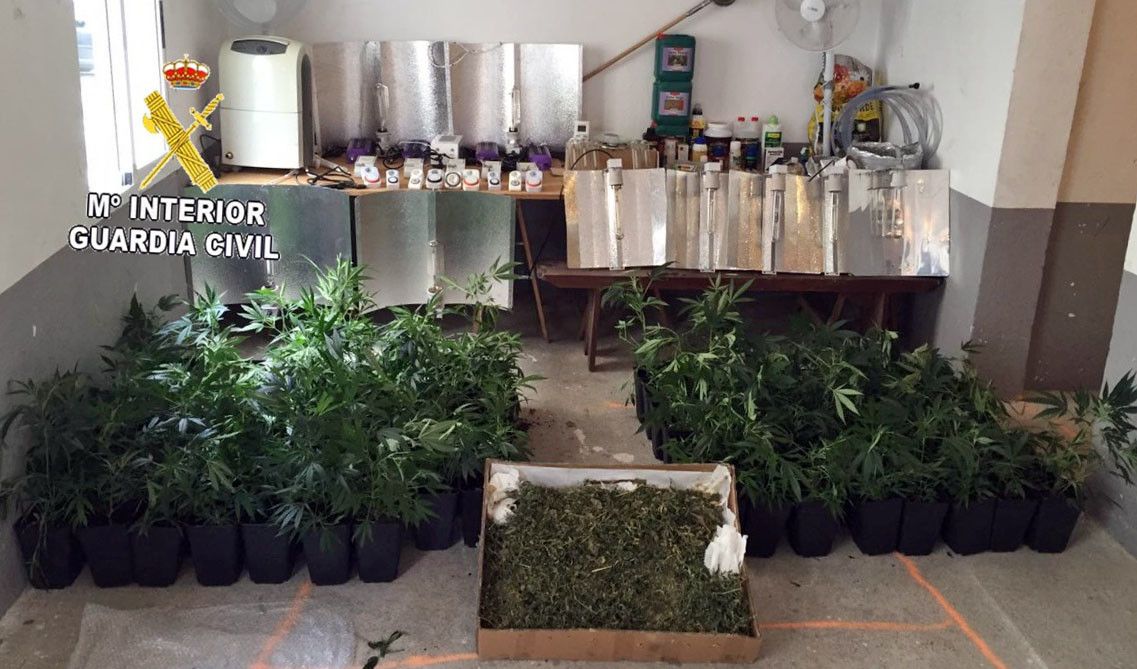 Marihuana intervenida