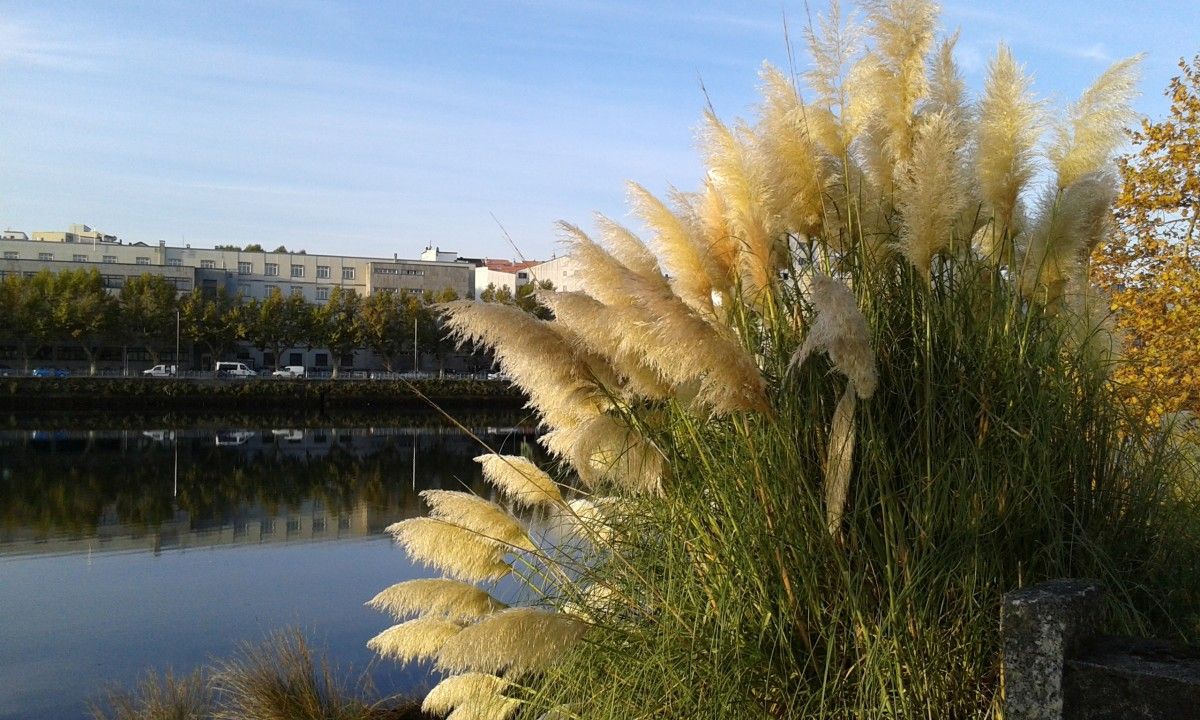 Herba da Pampa