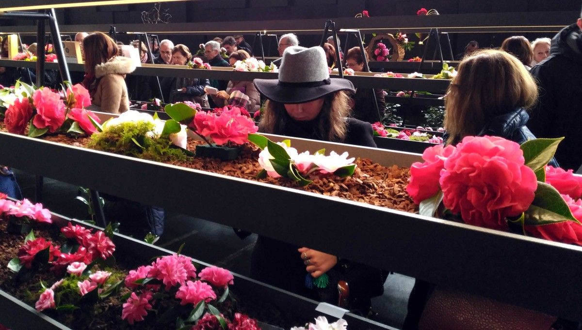 LII Concurso/Exposición Internacional da Camelia
