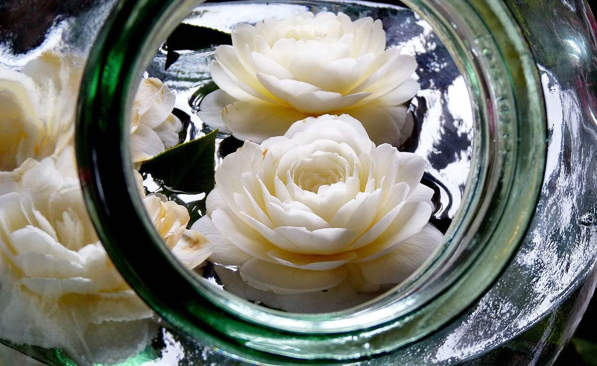 Camelias