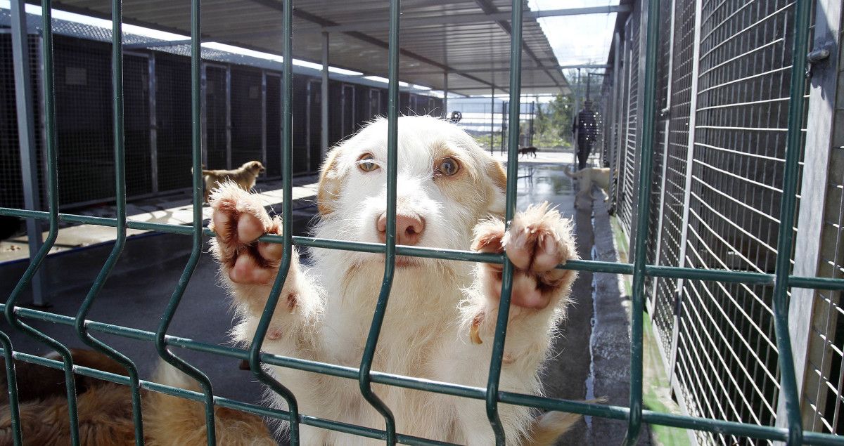 Protectora de animais Os Palleiros