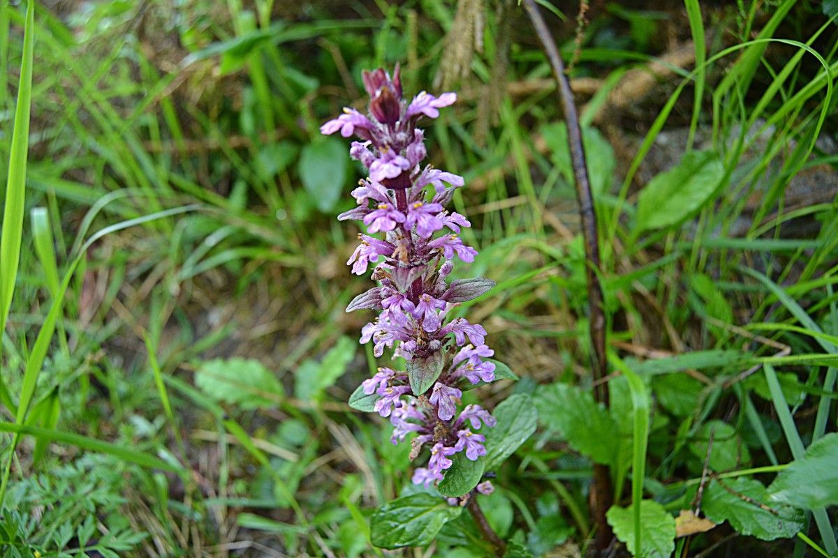Ajuga reptans var. lerezana, variedad de flor descubierta a orillas del Lérez