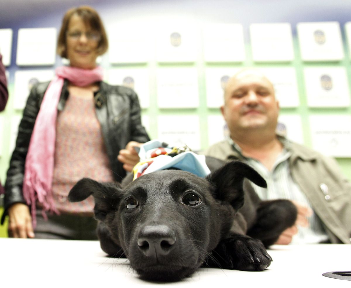 Presentación de la jornada de adopción de perros en el Concello de Pontevedra