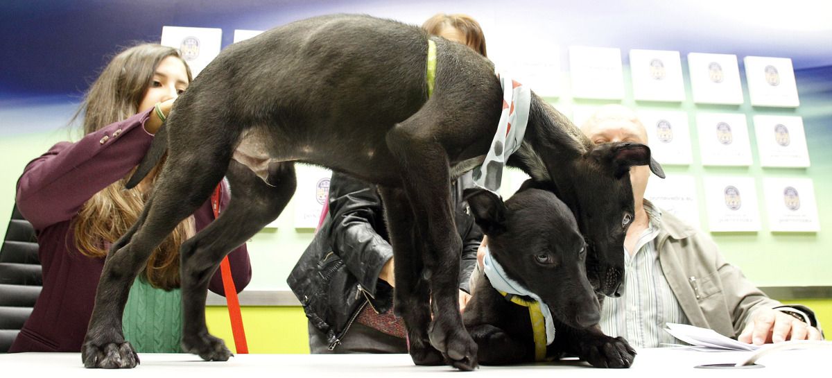 Presentación de la jornada de adopción de perros en el Concello de Pontevedra