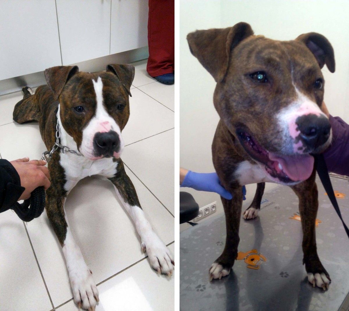 Los dos perros que fueron brutalmente agredidos en Bueu