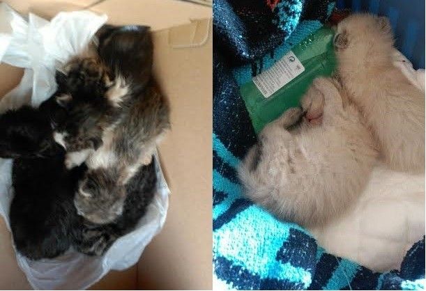 Gatos abandonados localizados por Difusión Felina