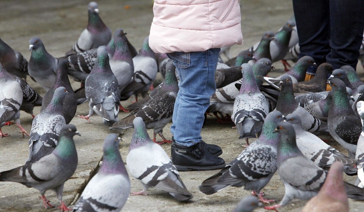 Palomas