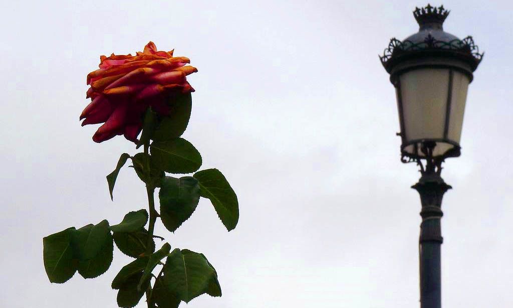 Frol e farol