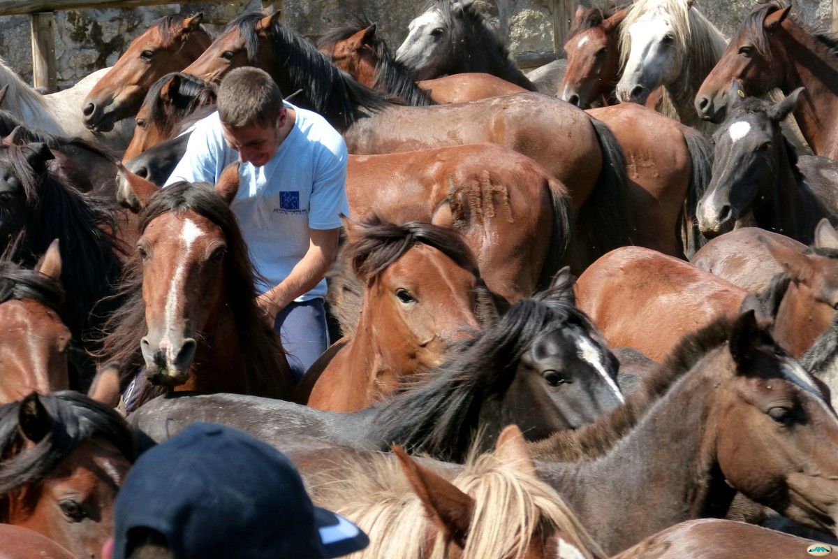 Caballos