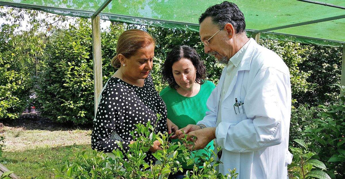 Visita a la Estación Fitopatológica del Areeiro