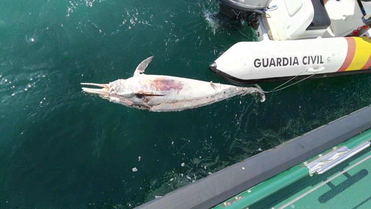 Delfín que apareció varado en la playa de Lapamán