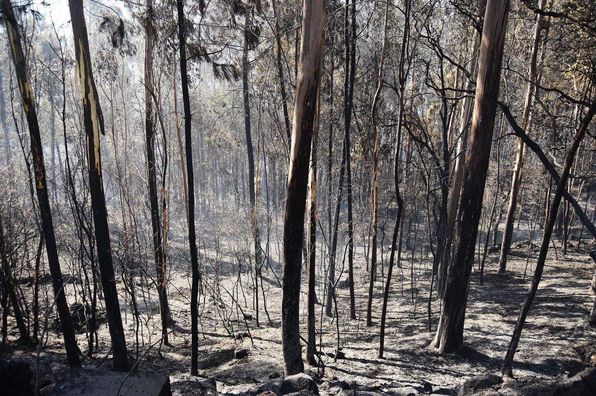 Montes queimados en Cotobade despois dos incendios de agosto Montes queimados en Cotobade despois dos incendios de agosto