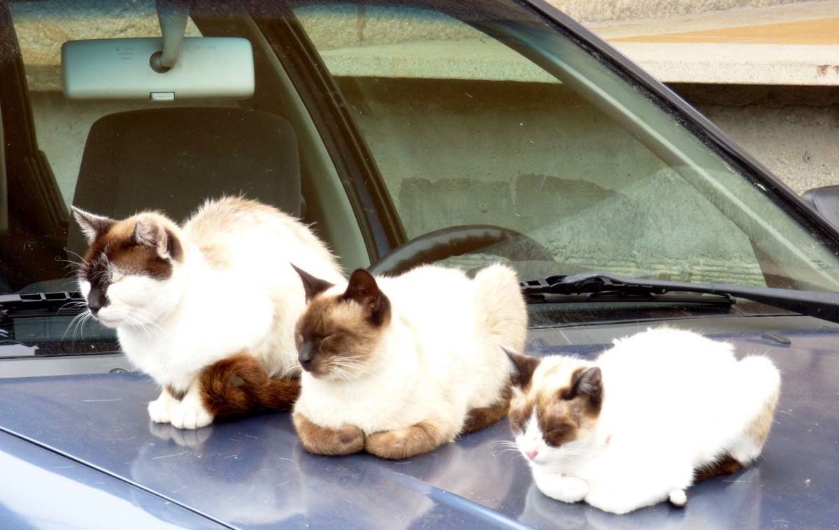 Gatos na rúa