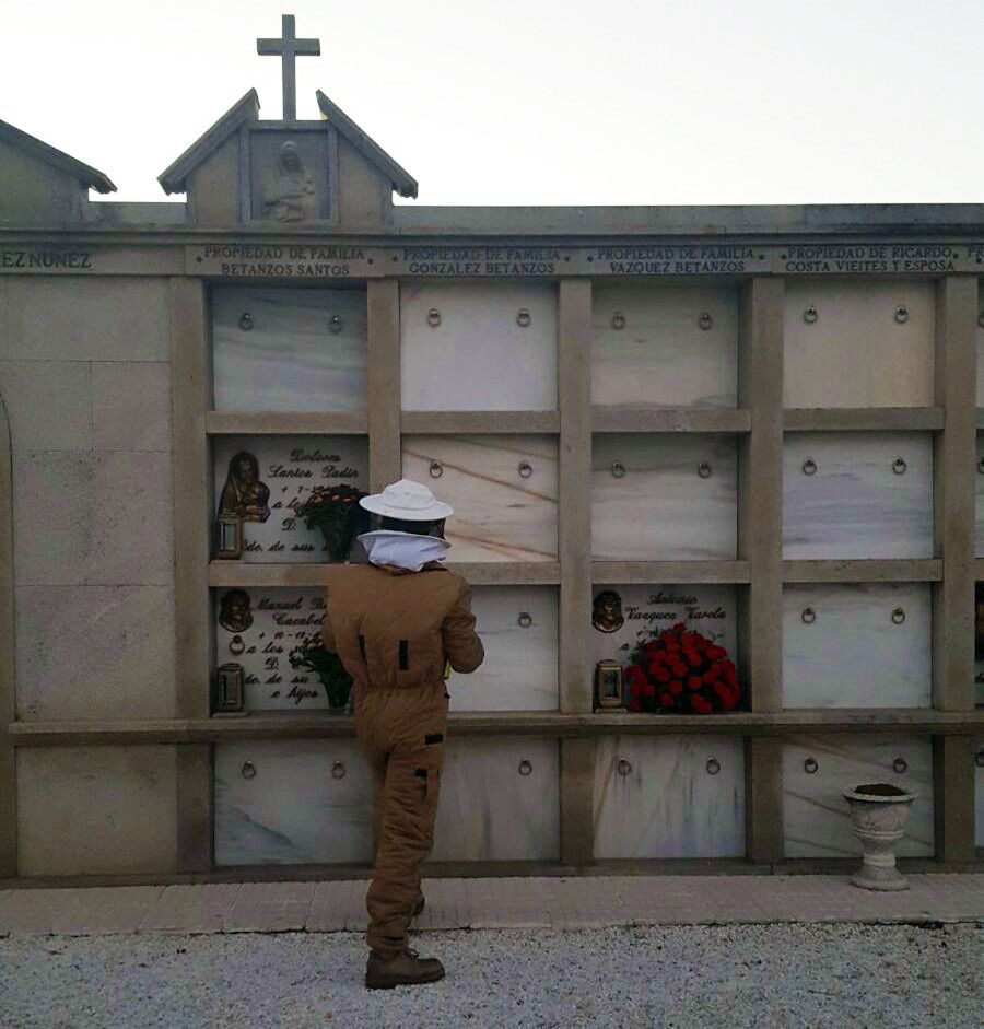 Nido de vespa asiática en un nicho del cementerio de Santa Mariña, en Cambados