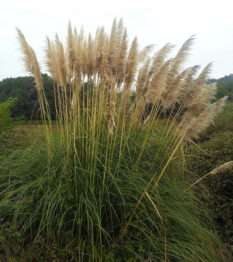 Herba da Pampa