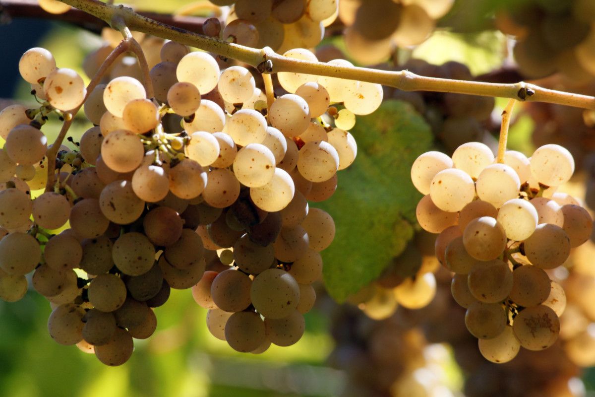 Racimo de uvas