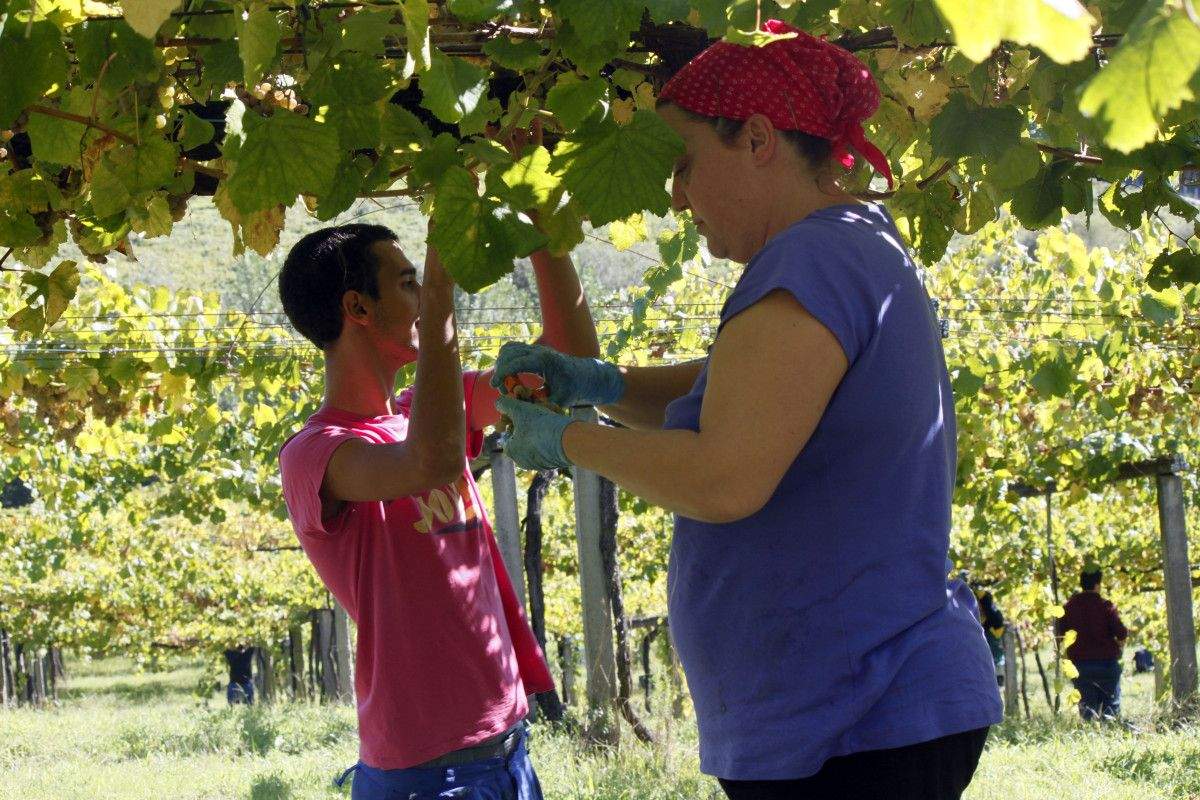 En la vendimia de Rías Baixas trabajan 6.677 familias de viticultores