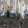 Tareas de extinción de un incendio en Tomeza