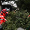 Intervención dos bombeiros por unha árbore caída en Losada Diéguez