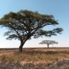 Árbores solitarias nunha chaira de Serengueti