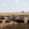 Manda de búfalos nunha chaira de Serengueti