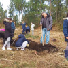Plantación de cerezos dentro del proyecto 'Florece o Camiño'