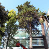 Trabajos para retirar dos árboles de gran porte situados en la entrada del Sexto Edificio