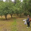 Personal de la EFA realiza inventario en la huerta de manzanos de Santa Clara