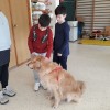 O alumnado traballando cos animais de terapia