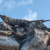 Tulum, iguana sobre as ruínas