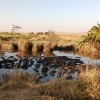 Hipopótamos nunha pucharca case seca de Serengueti