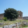 Templos de Hera e Poseidón