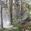 Incendio forestal en Cobres (Vilaboa)